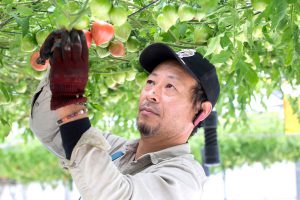 水気耕トマト・三谷